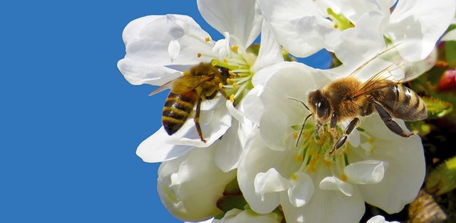 indicazioni per il corretto utilizzo dei prodotti fitosanitari per la tutela degli insetti pronubi